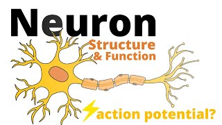 Structure and Function of a Neuron