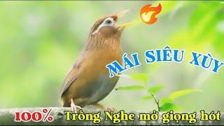 Hoạ Mi Mái Kích Trống Căng Lửa Hót Hay ! Mi Mái Xùy Liên Tục Luyện Giọng Hoạ Mi Trống Nhanh Hót Đấu