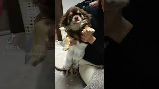 てん(犬)が腹巻付けて踊ってみた！