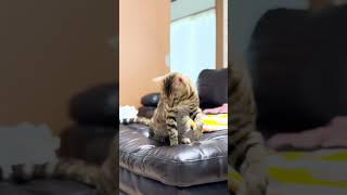 突然何かを狙いだすベンガル猫 #shorts #ベンガル #猫