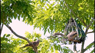 Bẫy Chim Cu Gáy Mồi Cây | Sư Tử Hạ Bổi Đồng