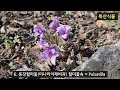 야생화 3월 우리나라 야생화 15종 해설 우리나라에만 있는 특산식물 동강할미꽃이 피었습니다.