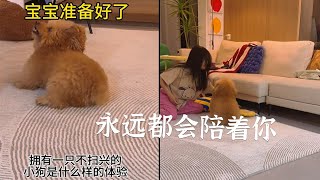 擁有一只不掃興的小狗是什麽樣的體驗#狗狗 #萌寵 #pets