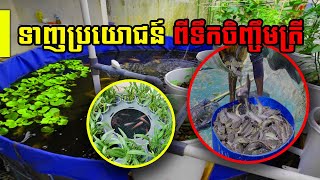 ទាញប្រយោជន៍ ពីទឹកចិញ្ចឹមត្រី​ សម្រាប់ស្រោចដំណាំ