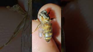 New Queen Bee | പുതിയ റാണിയെ കൂട്ടിലേക് വിട്ടപ്പോൾ #queen#bee#beekeeping#farming#satisfying#shorts