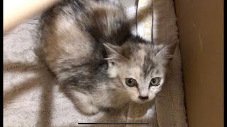 [子猫]庭に迷い込んできた子猫を保護しました