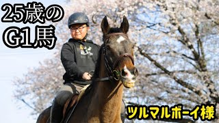 25歳のG1馬。大好きなツルマルボーイ様と桜の下で最高の思い出を作りました。【ツルマルボーイ様のシモベ】