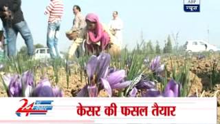 A bumper crop of saffron in Kashmir