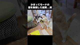 かまってモードの猫を無視した結果...笑#shorts