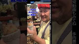 #004【多肉植物】多肉の水遣りについて#shorts