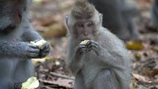 Long-tailed monkey Macaca Fascicularis