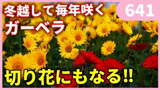 【お勧めの宿根草】 宿根ガーベラ ガルビネア ｂｙ園芸チャンネル 641 園芸 ガーデニング 初心者