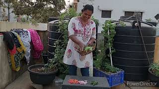 garden vlog/) flower's, vegetables harvesting// Neha Telugu vlogs