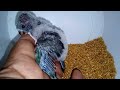 インコの飼育に関する究極の初心者向けガイド