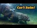 Why Hippos Walk Instead of Swim Underwater!