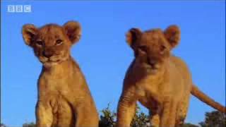 Spotting strange lions - Pride - BBC animals