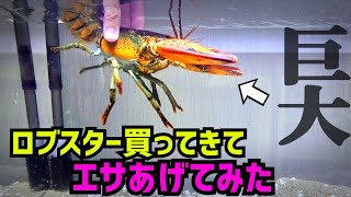 正月売れ残った食用ロブスターにエサ与えてみたら…