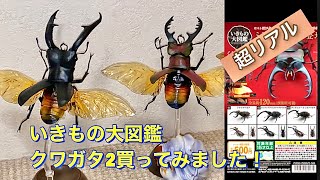 ［我が家の昆虫日記］バンダイいきもの大図鑑クワガタムシ2、ガチャガチャしてきました‼️