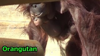 オランウータンの日常⑮キキ、リキ　ロキ、バレンタイン Orangutan family \