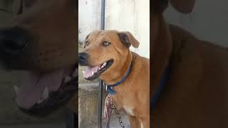 தல வலிக்குது டா நம்மள நடு ரோட்ல நிக்க வெசிட்டாக டா 🤣🐕😂#shortsviral #comedyvideos #pets #funnyshorts