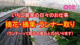 ＃１９　いちご農家の日々のお仕事　摘花・摘葉・ランナー取り　（ランナーって取るの意外と力がいります）