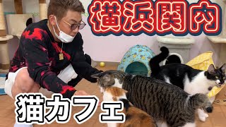 横浜関内の保護猫カフェVELCATへ【今度は新宿の化け猫カフェ？】