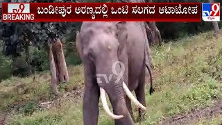 Wild Elephant Menace In Bandipur | ಬಂಡೀಪುರ ಅರಣ್ಯದಲ್ಲಿ ಒಂಟಿ ಸಲಗದ ಆಟಾಟೋಪ