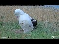 northern royal albatross chick perks up as female rises over nest doc cornell lab