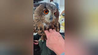 今日のジュニちゃん🦉