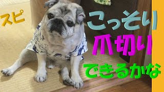 【パグ】pug  スコにこっそり爪切り。