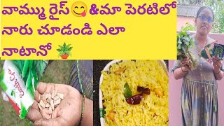 వర్షాకాలంలో  తప్పకుండా తినండి వామ్ము రైస్😋|మొక్కలు నాటితే ఆ హ్యాపీనెస్ వేరు అబ్బ🪴|@NB's kichen\u0026vlogs