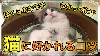 【猫カフェ 福岡】猫に好かれるための6選