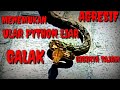 cara menjinakkan, ULAR SANCA KEMBANG LIAR/PYTHON,