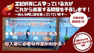 レッドビーシュリンプ飼育が楽しくなると直面する問題を予言する〜「〇〇を導入する時が来る」編〜