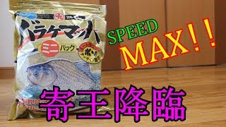 ワールドクラス！歴史上最強のバラケエサ！【マルキュー バラケマッハ】へら釣り