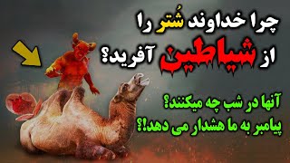 چرا خداوند شتران را از شیاطین آفرید؟ چرا پیامبر (ص) به ما دستور داده که بعد از خوردن آن وضو بگیریم؟