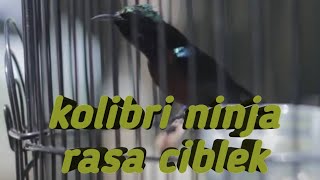 kolibri ninja ngebren rasa ciblek gacor full isian
