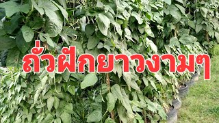 อัปเดตถั่วฝักยาวในล้อยาง ผักสวนครัว ปลูกผักกินเอง จินตนาปลูกผัก Chintana Garden