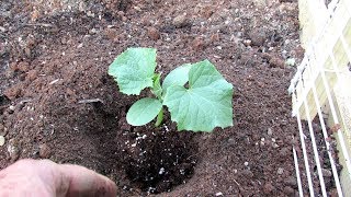 Perfectly Planting Cucumbers, Squash & Zucchini: Making the Planting Hole & 2 Top Mistakes to Avoid