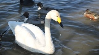 小さな窓の花ごよみ 180 白鳥の郷 瓢湖へ（動画込み）　♪ユモレスク♪