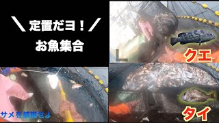 (大漁)大型定置網の4日ぶりの漁の魚種がオールスターすぎた！！