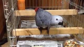 In cage. ヨウムの雛  出たくて仕方ありません。African Grey Parrot baby