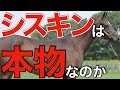 たった7頭の産駒が走りまくる！新種牡馬シスキンの能力は本物なのか？