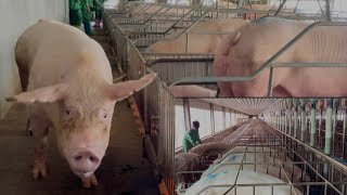 Rachana: sow wean go to new farm #farming animal’s in Cambodia .