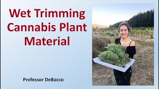 Wet Trimming Cannabis Plant Material