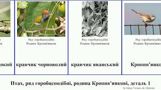 Птах, ряд горобцеподібні, родина Кропив'янкові, деталь 1 янка кравчик баблер-рихтарик джоя bird