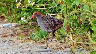 灰胸紋秧雞  Slaty-breasted Rail , Taiwan 02/05/2016