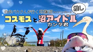 印旛沼サイクリングロードを、自作パカさんがミニベロでゆるポタライド♫コスモスと沼アイドル❣️ペリカンのカンタ君