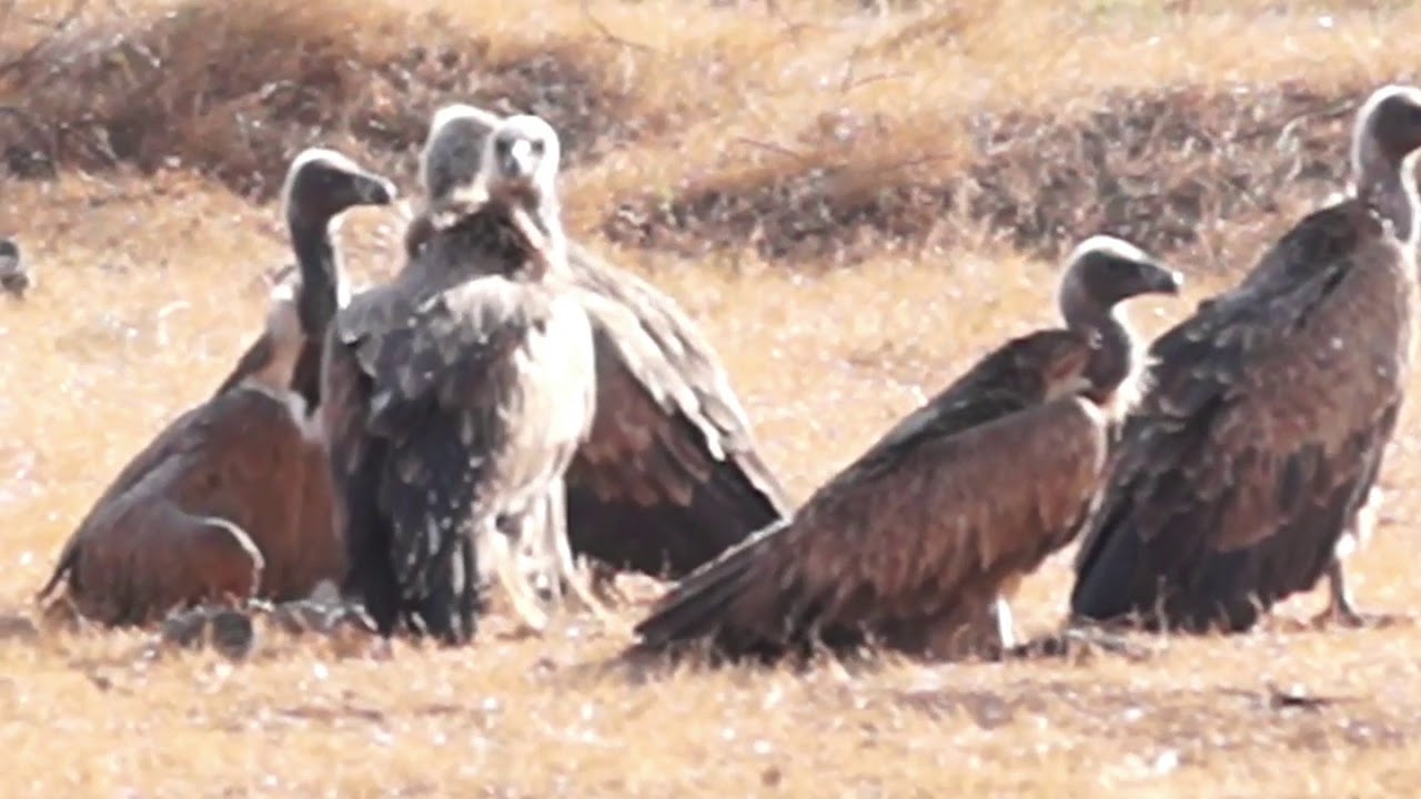 Indian Vultures Youtube