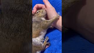 How much tenderness and affection in this squirrel🥹❤️ #shorts #shortvideo #short